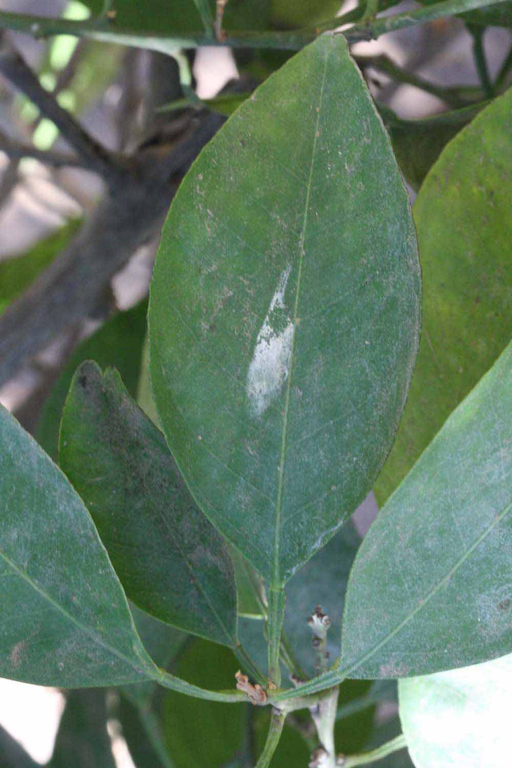             Unifoliolate leaf (Riverside, CA)       